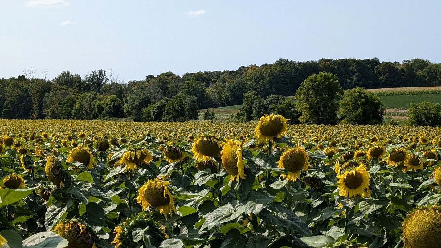 Image from the original Week 4 Environmental Economics course update