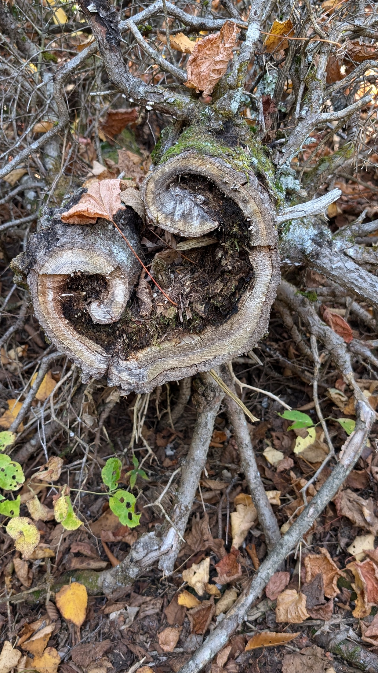 Image from the original Week 9 Environmental Economics course update